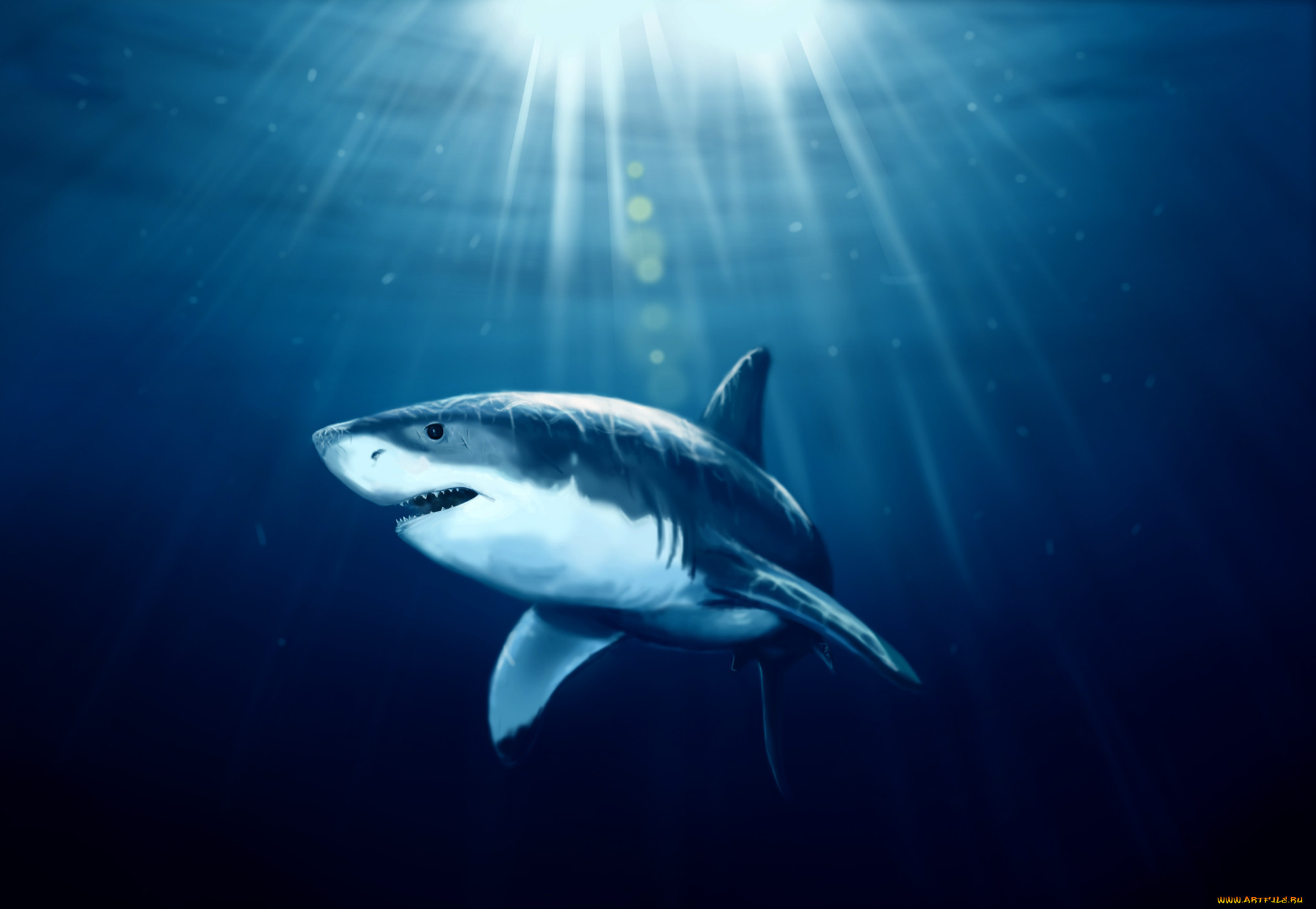 , , , , , , shark, 